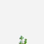 Agrião da Água (<em>Nasturtium officinale</em>)
