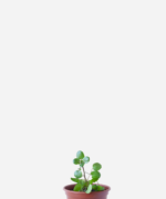 Agrião da Água (<em>Nasturtium officinale</em>)
