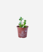 Agrião da Água (<em>Nasturtium officinale</em>) - Imagem 2