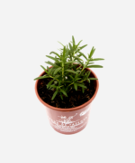 Alecrim Macho (<em>Salvia rosmarinus L.</em>) - Imagem 3