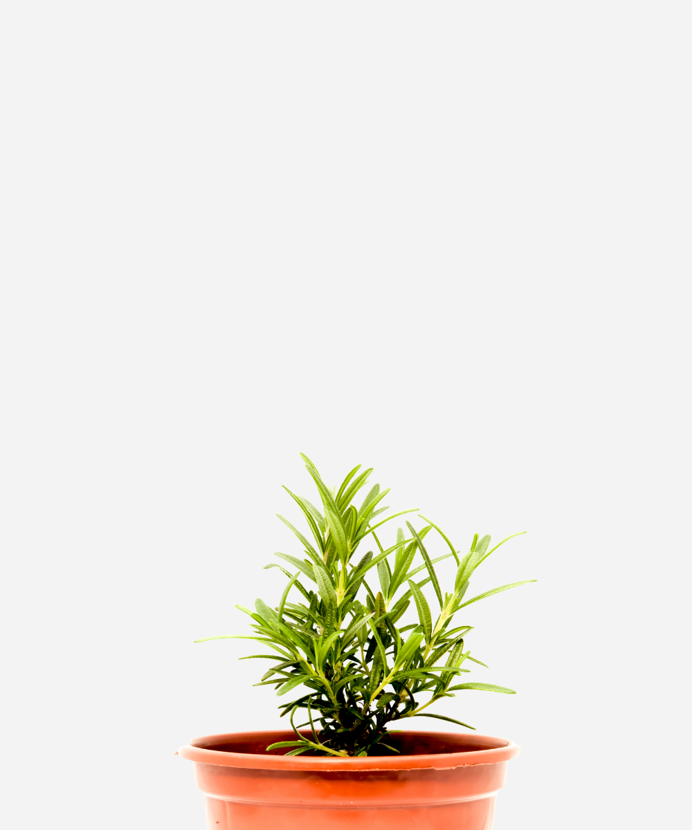 ALECRIM-MACHO-CORTE.png Alecrim Macho (<em>Salvia rosmarinus L.</em>) - Imagem 1