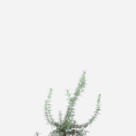 Alecrim Rasteiro (<em>Salvia rosmarinus </em> var. </em>prostratus</em>)