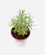 Alfazema (<em>Lavandula angustifolia</em>) - Imagem 3