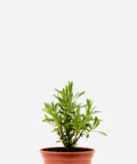 Alfazema (<em>Lavandula angustifolia</em>)