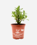 Alfazema (<em>Lavandula angustifolia</em>) - Imagem 2