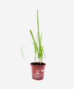 Alho-Poró (<em>Allium porrum</em>) - Imagem 2