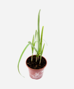 Alho-Poró (<em>Allium porrum</em>) - Imagem 3