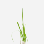Alho-Poró (<em>Allium porrum</em>)