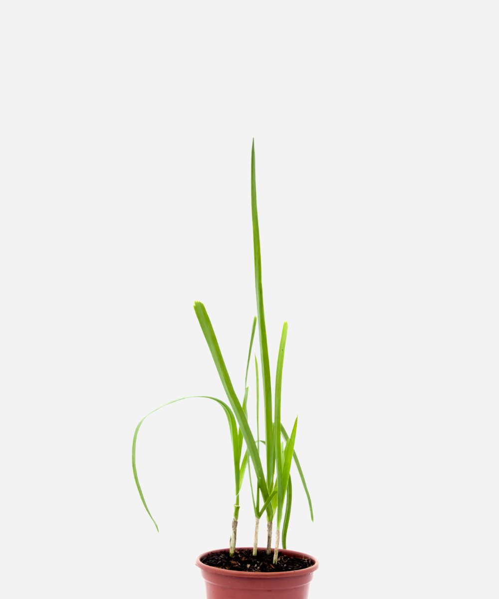 ALHOR-PORRO-CORTE.png Alho-Poró (<em>Allium porrum</em>) - Imagem 1