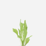 Almeirão (<em>Cichorium intybus</em>)