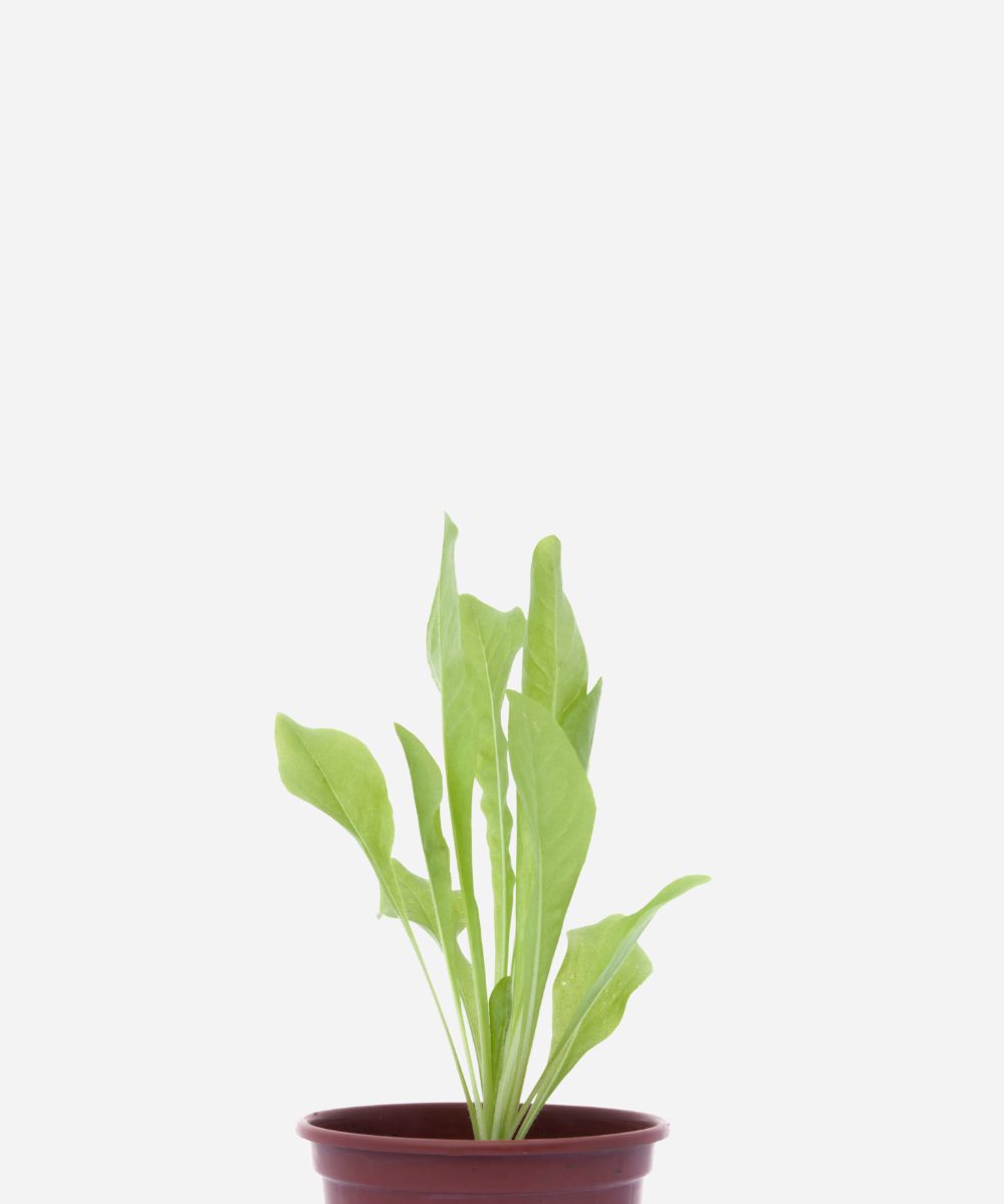 ALMEIRAO-CORTE.png Almeirão (<em>Cichorium intybus</em>) - Imagem 1