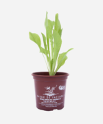 Almeirão (<em>Cichorium intybus</em>) - Imagem 2
