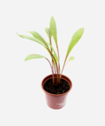 Almeirão Roxo (<em>Lactuca Canadensis</em>) - Imagem 3