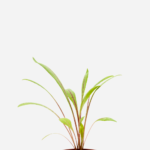 Almeirão Roxo (<em>Lactuca Canadensis</em>)
