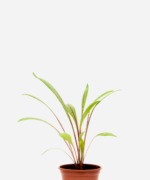 Almeirão Roxo (<em>Lactuca Canadensis</em>)
