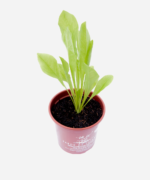 Almeirão (<em>Cichorium intybus</em>) - Imagem 3