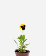 Amor Perfeito (<em>Viola x wittrockiana</em>)