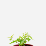 Anador (<em>Dianthera pectoralis</em>)