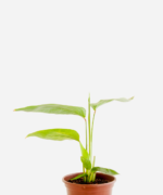 Araruta (<em>Donax canniformis</em>)