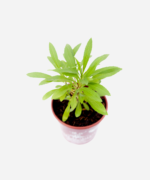 Arnica do Mato (<em>Solidago microglossa</em>) - Imagem 3