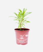 Arnica do Mato (<em>Solidago microglossa</em>) - Imagem 2