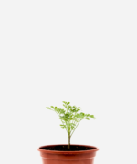 Arruda (<em>Ruta graveolens</em>)
