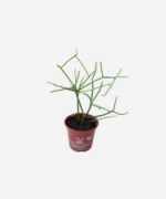 Aveloz (<em>Euphorbia tirucalli</em>) - Imagem 3