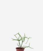 Aveloz (<em>Euphorbia tirucalli</em>)