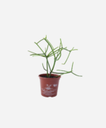 Aveloz (<em>Euphorbia tirucalli</em>) - Imagem 2