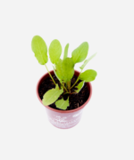Azedinha (<em>Rumex acetosa</em>) - Imagem 3