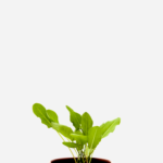 Azedinha (<em>Rumex acetosa</em>)
