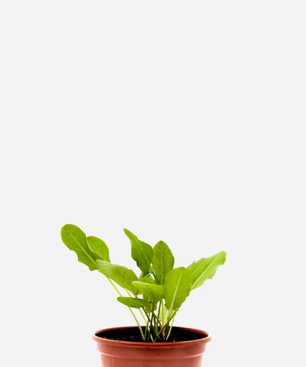 AZEDINHA-CORTE.png Azedinha (<em>Rumex acetosa</em>) - Imagem 1