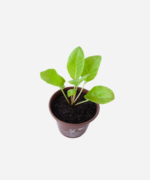 Azedinha do brejo (<em>Rumex acetosa</em>) - Imagem 3