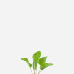 Azedinha do brejo (<em>Rumex acetosa</em>)