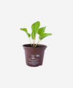 Azedinha do brejo (<em>Rumex acetosa</em>) - Imagem 2