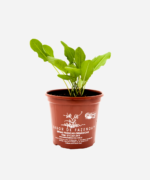 Azedinha (<em>Rumex acetosa</em>) - Imagem 2