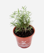 Alecrim (<em>Salvia rosmarinus</em>) - Imagem 3