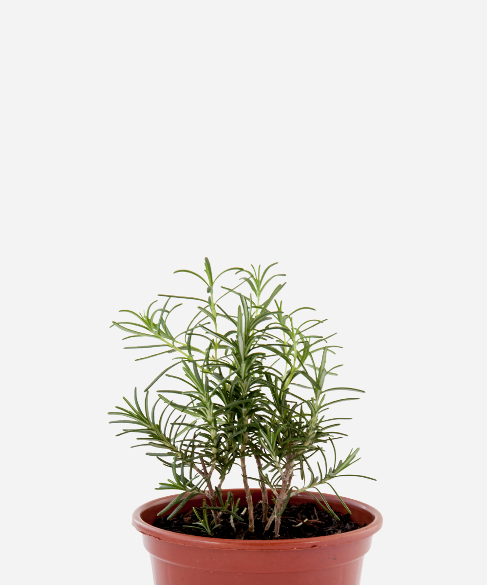 Alecrim-corte.png Alecrim (<em>Salvia rosmarinus</em>) - Imagem 1