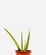 Babosa Aloe Vera (<em>Aloe vera</em>)