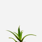 Babosa Arborescens (<em>Aloe arborescens</em>)
