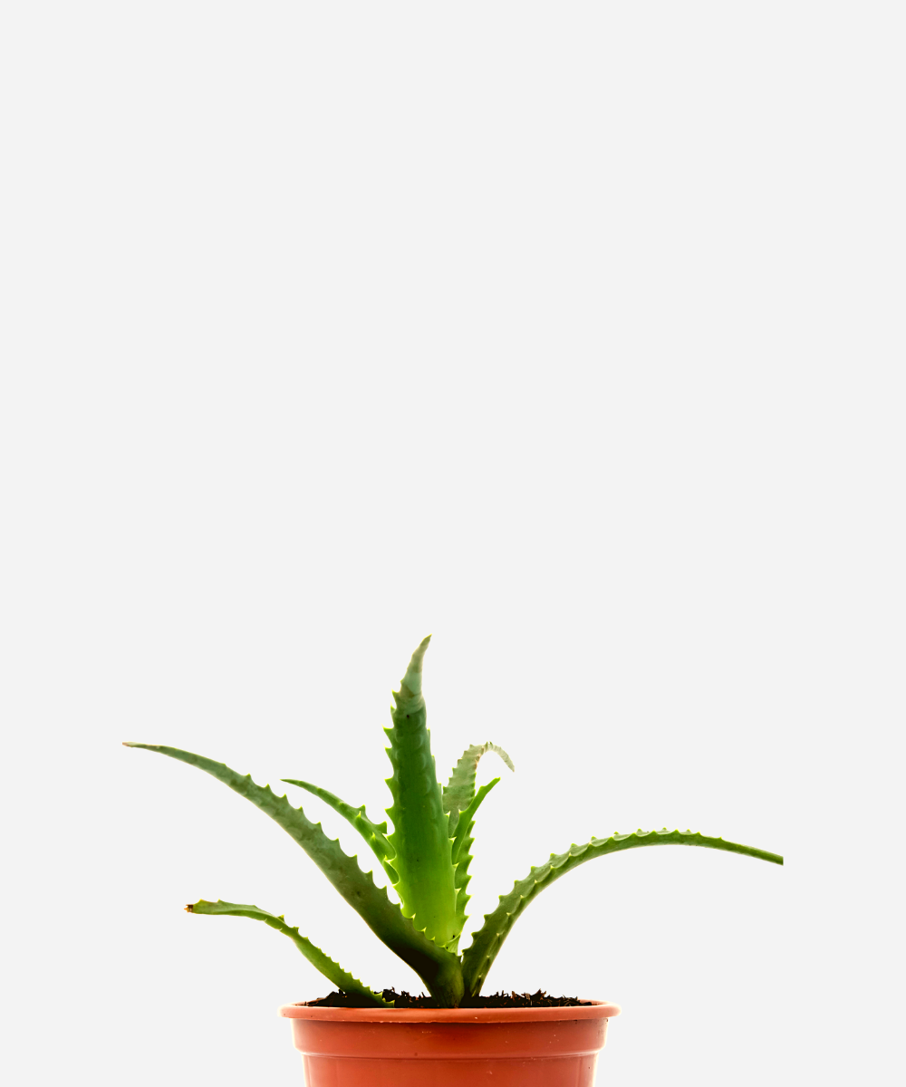 BABOSA-ARBORENS-CORTE.png Babosa Arborescens (<em>Aloe arborescens</em>) - Imagem 1