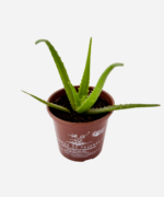 Babosa Safari Orang (ANDora) (<em>Aloe</em> x <em>hybrida</em>) - Imagem 3
