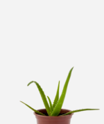 Babosa Safari Orang (ANDora) (<em>Aloe</em> x <em>hybrida</em>)