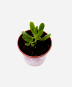 Bálsamo (<em>Sedum praealtum</em>) - Imagem 3