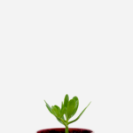 Bálsamo (<em>Sedum praealtum</em>)