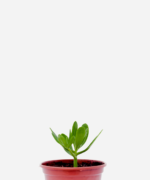 Bálsamo (<em>Sedum praealtum</em>)