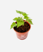 Batata Doce (<em>Ipomoea batatas</em>) - Imagem 3