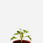 Batata Doce (<em>Ipomoea batatas</em>)