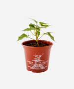 Batata Doce (<em>Ipomoea batatas</em>) - Imagem 2
