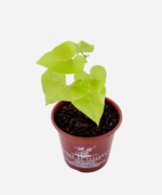 Batata Doce da Folha Dourada (<em>Ipomoea batatas</em> 'Margarita') - Imagem 3